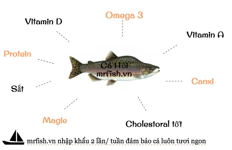 Dinh dưỡng từ cá Hồi